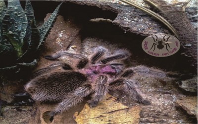 grammostola porteri sling tarantula